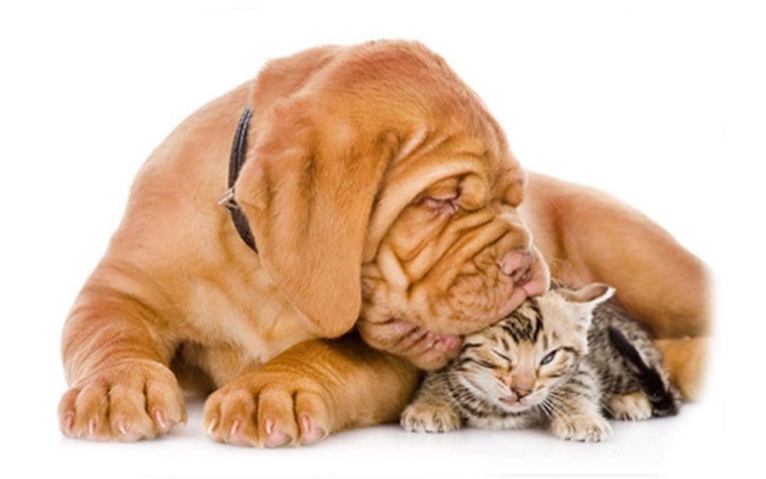 Trust-The Magic Ingredient for Powerful Conversations